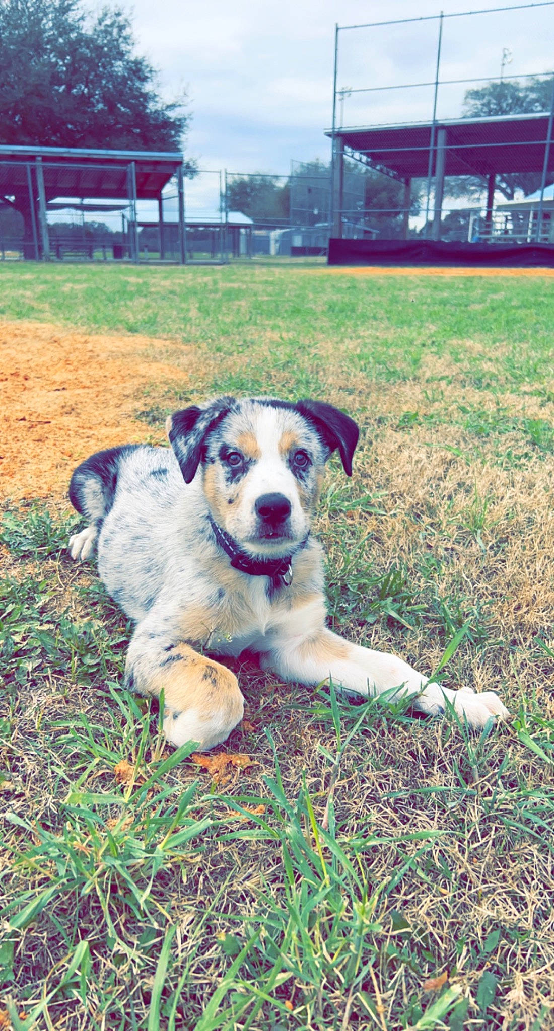 Duke joined the competition — help win amazing prizes! ball, building, canidae, carnivore, collar, companion_dog, dog, dog_breed, dog_supply, grass, grassland, plant, sky, snout, soil, sporting_group, tree, working_animal, working_dog, yard