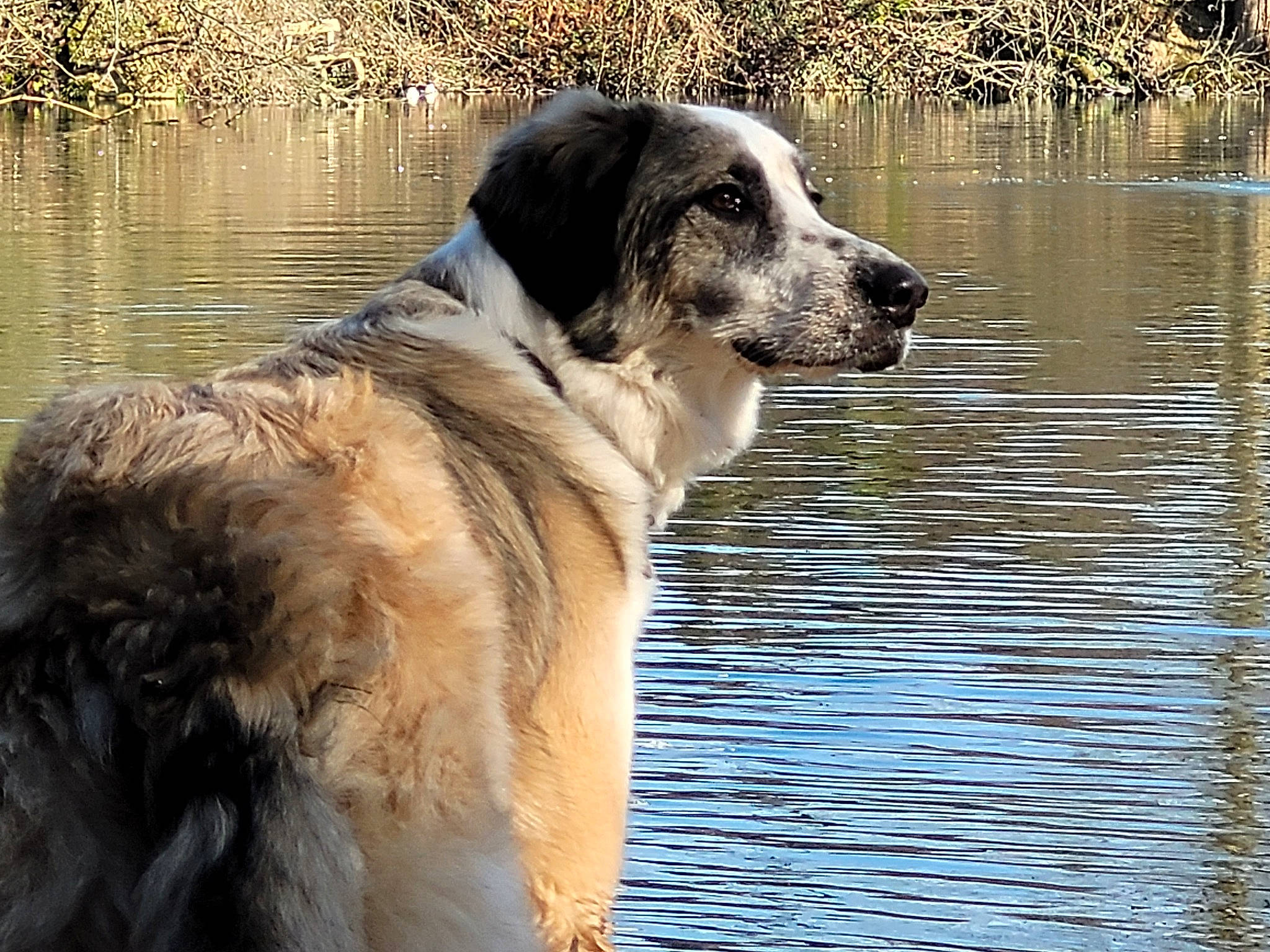 Haïka participe au concours pour gagner de l'argent avec cette photo : canidae, carnivore, companion_dog, dog, dog_breed, dog_collar, fur, grass, guard_dog, gun_dog, herding_dog, lacustrine_plain, lake, plant, sporting_group, tail, tree, water, working_animal, working_dog