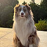 animal, australian_shepherd, backlit, beautiful, calm, canine, dog, fluffy, friendly, fur, mammal, nature, outdoor, patio, pet, portrait, sitting, sunlight, sunset, trees