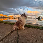 Simba participe au concours pour gagner de l'argent avec cette photo : dog, leash, lake, water, sunset, clouds, reflection, path, grass, sky, nature, outdoor, calm, pets, animal, scenic, tranquil, fluffy, sitting, evening