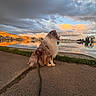 animal, calm, clouds, dog, evening, fluffy, grass, lake, leash, nature, outdoor, path, pets, reflection, scenic, sitting, sky, sunset, tranquil, water