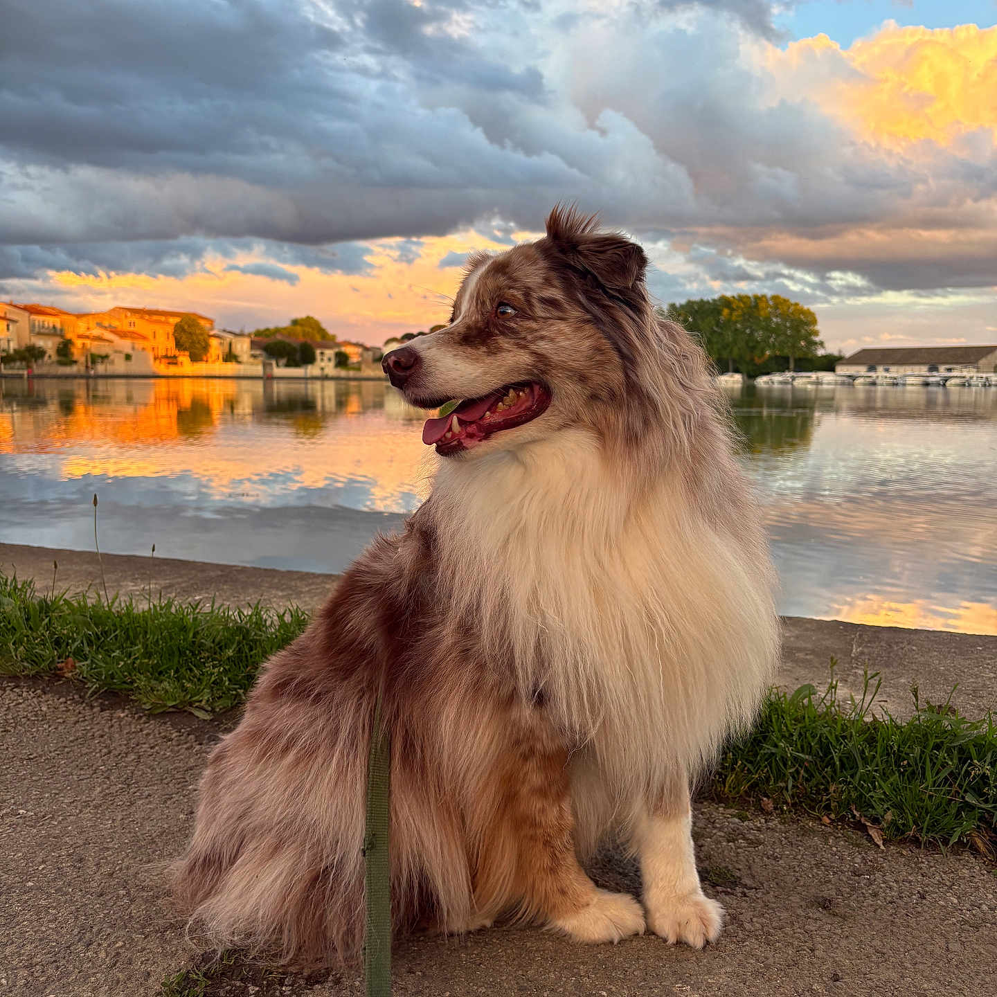 Simba