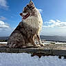 Simba a rejoint le concours — aidez-le/la à gagner de superbes lots ! dog, fluffy, snow, stone_ledge, mountains, blue_sky, clouds, outdoor, nature, pet, animal, portrait, winter, sunlight, fur, sitting, landscape, canine, tongue_out, majestic