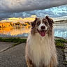 Simba participe au concours pour gagner de l'argent avec cette photo : dog, happy, smiling, tongue_out, fluffy, lake, water, sunset, clouds, reflection, outdoor, nature, grass, path, sky, animal, pet, canine, scenic, sunlight