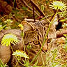 blossom, cat, closeup, dandelion, ear, eye, flower, fur, garden, grass, leaves, natural_light, nature, outdoors, pet, plant, stalking, tabby_cat, whiskers, yellow_flower