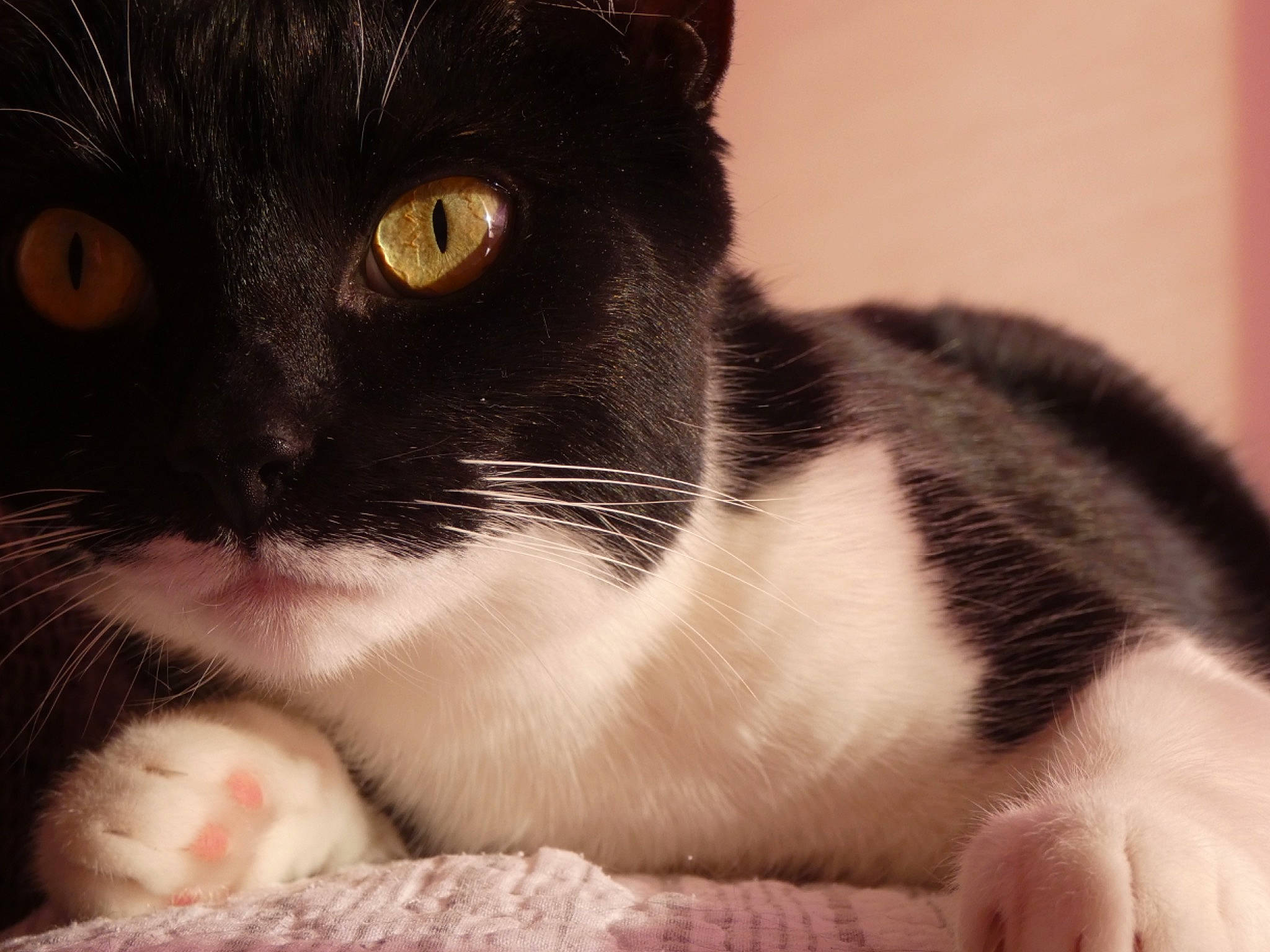 Enora a rejoint le concours — aidez-le/la à gagner de superbes lots ! carnivore, cat, claw, comfort, domestic_short_haired_cat, eye, felidae, fur, head, monochrome_photography, paw, small_to_medium_sized_cats, tail, terrestrial_animal, whiskers