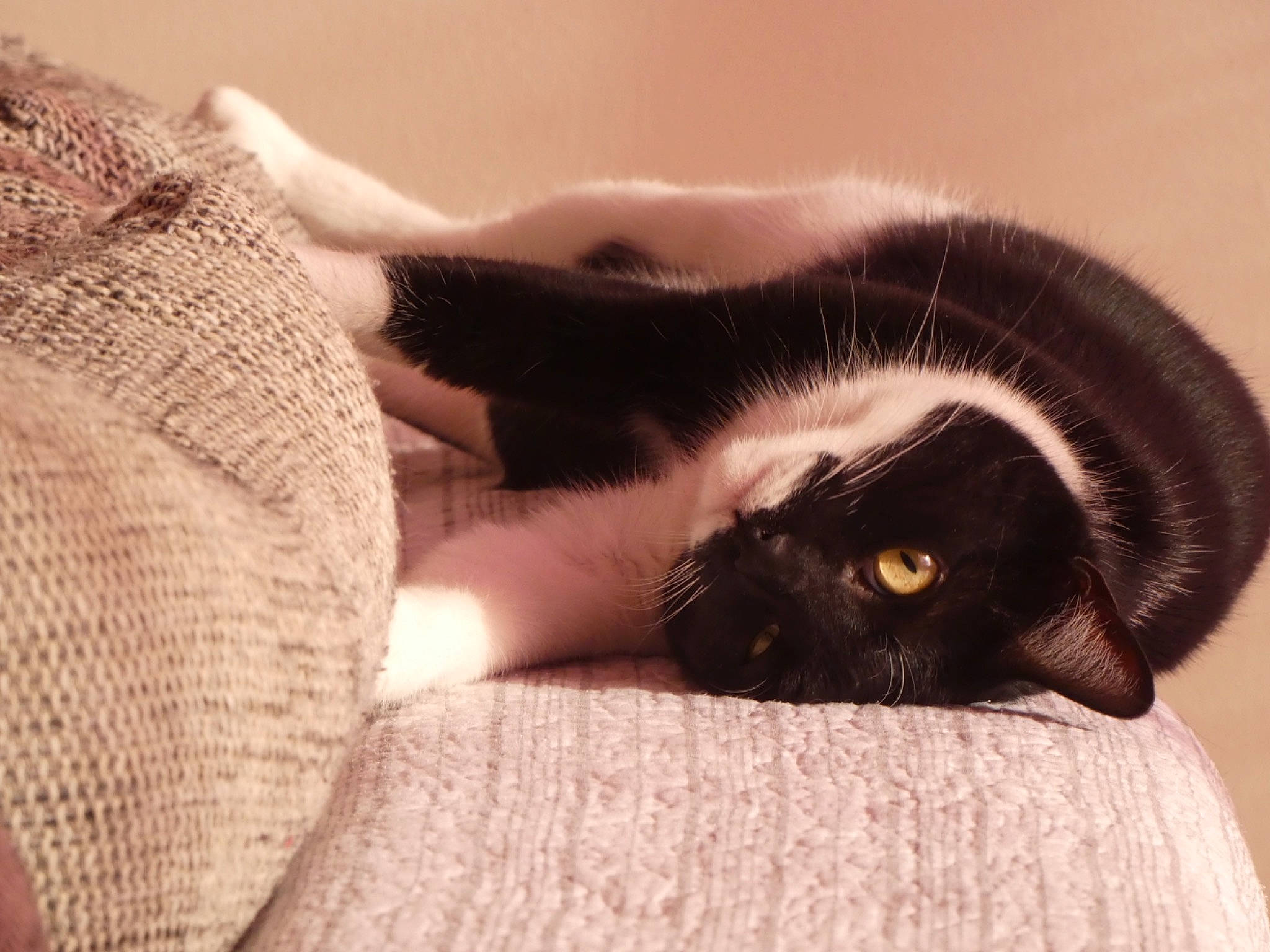 Enora participe au concours pour gagner de l'argent avec cette photo : black_cat, carnivore, cat, claw, comfort, domestic_short_haired_cat, ear, eyelash, felidae, fur, gesture, mammal, paw, sitting, small_to_medium_sized_cats, snout, tail, vertebrate, whiskers, woven_fabric