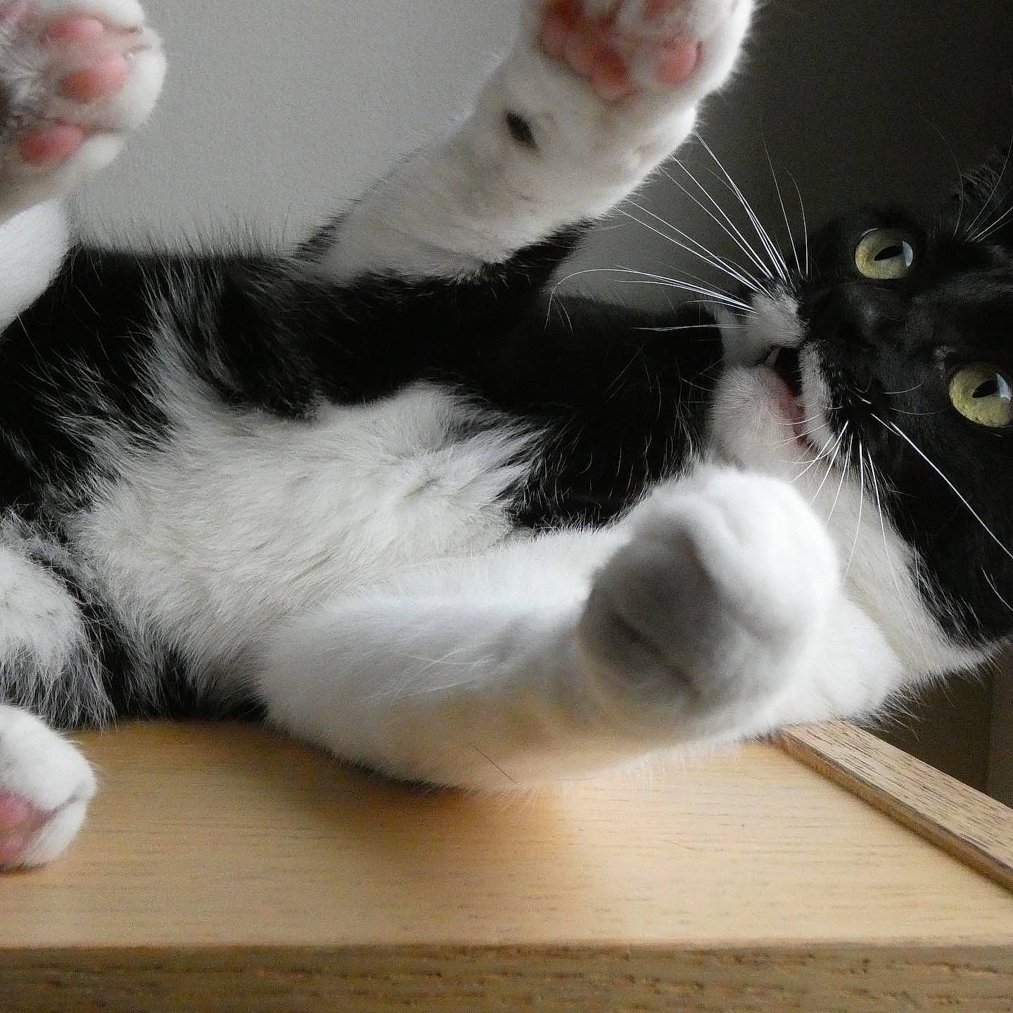 Enora a rejoint le concours — aidez-le/la à gagner de superbes lots ! carnivore, cat, claw, comfort, domestic_short_haired_cat, ear, felidae, flooring, foot, fur, gesture, hardwood, lap, nap, paw, small_to_medium_sized_cats, snout, tail, whiskers, wood