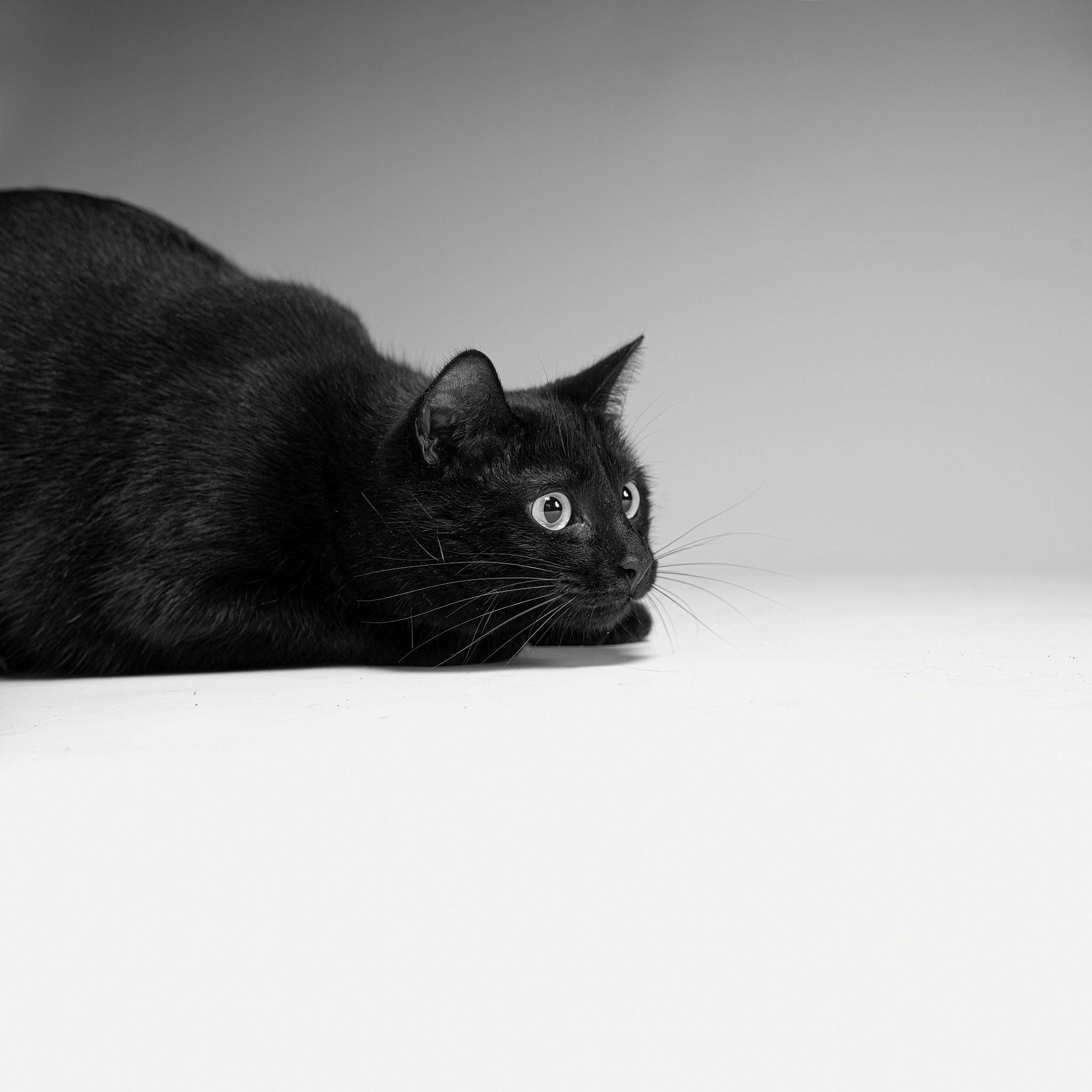 Neko a rejoint le concours — aidez-le/la à gagner de superbes lots ! black_cat, bombay, carnivore, cat, domestic_short_haired_cat, felidae, font, fur, grey, monochrome_photography, small_to_medium_sized_cats, snout, tail, terrestrial_animal, tree, whiskers