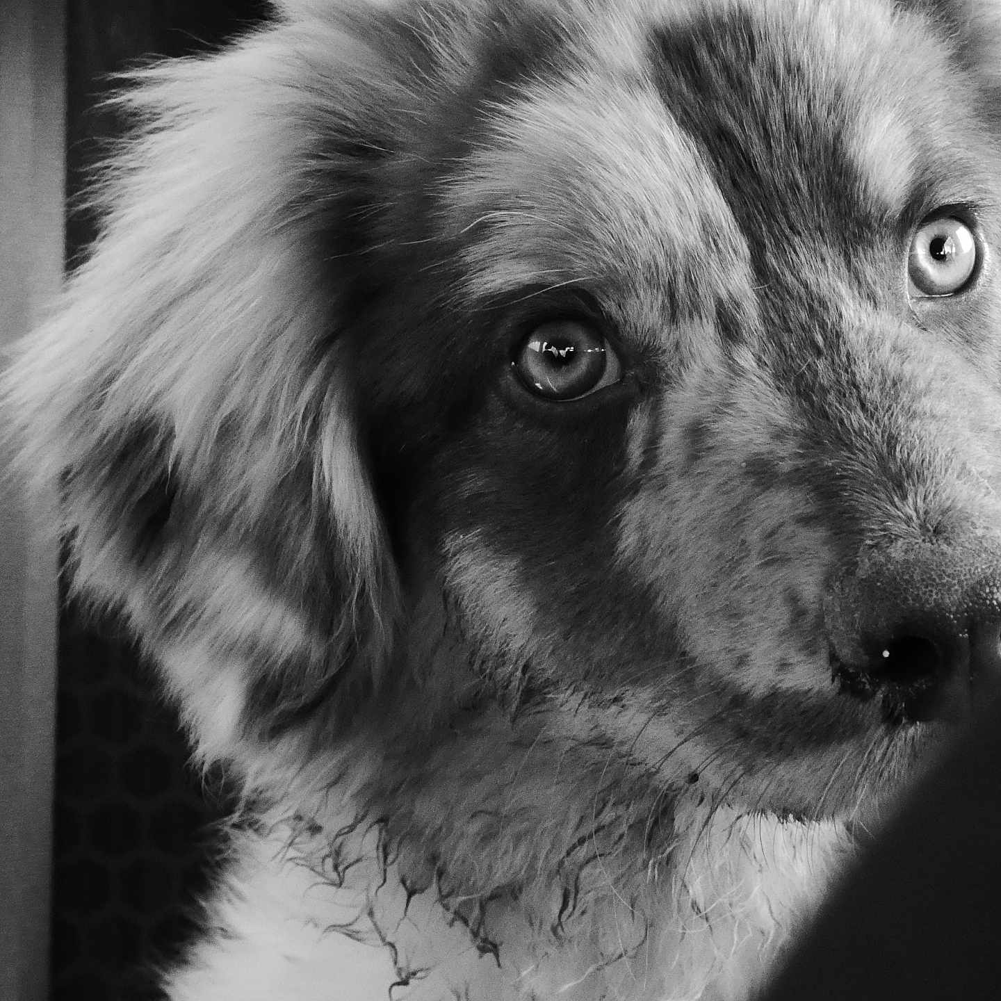 Baggy a rejoint le concours — aidez-le/la à gagner de superbes lots ! animal, canine, cockerspaniel, collie, dog, eskimodog, face, head, hound, husky, lion, person, pet, photography, poodle, portrait, puppy, snout, terrier, whitedog