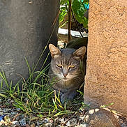 Zoey joined the competition — help win amazing prizes! animal, cat, closeup, curious, daylight, feline, grass, gray_cat, ground, hidden, nature, outdoor, pet, plant, planter, quiet, rocks, shadow, sunlight, wall