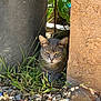 animal, cat, closeup, curious, daylight, feline, grass, gray_cat, ground, hidden, nature, outdoor, pet, plant, planter, quiet, rocks, shadow, sunlight, wall