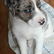 Peluche a rejoint le concours — aidez-le/la à gagner de superbes lots ! puppy, dog, blue_eyes, white_fur, spotted_fur, towel, indoor, floor_tiles, cute, pet, animal, young_dog, portrait, sitting, fur, nose, paw, looking_away, close_up, domestic_animal