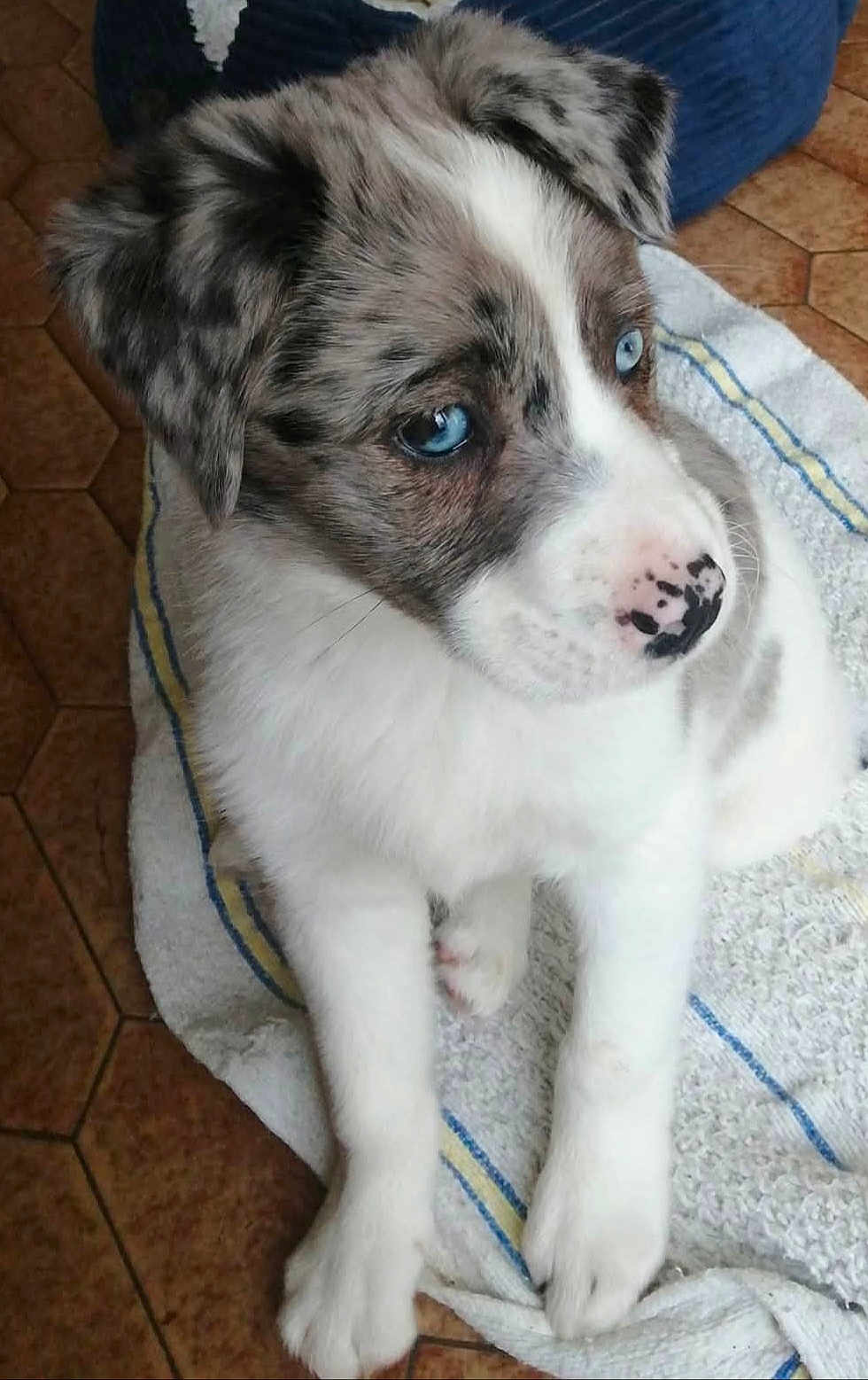 Peluche a rejoint le concours — aidez-le/la à gagner de superbes lots ! puppy, dog, blue_eyes, white_fur, spotted_fur, towel, indoor, floor_tiles, cute, pet, animal, young_dog, portrait, sitting, fur, nose, paw, looking_away, close_up, domestic_animal