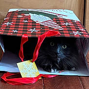 Wolfe joined the competition — help win amazing prizes! animal, black_cat, box, cat, closeup, curious, domestic_cat, eyes, festive, fluffy, gift_bag, hiding, holiday_theme, indoor, pet, playful, red_ribbon, snowflake, whiskers, wooden_floor