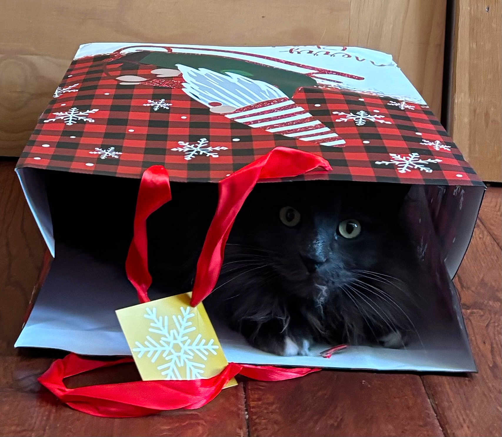 Wolfe joined the competition — help win amazing prizes! animal, black_cat, box, cat, closeup, curious, domestic_cat, eyes, festive, fluffy, gift_bag, hiding, holiday_theme, indoor, pet, playful, red_ribbon, snowflake, whiskers, wooden_floor