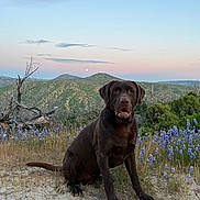 Koko is registered to the contest to win money with this photo: dog, labrador, chocolate_labrador, sitting, wildflowers, purple_flowers, field, mountains, hills, sunset, pastel_sky, nature, outdoor, grass, plants, animal, pet, canine, scenic, landscape