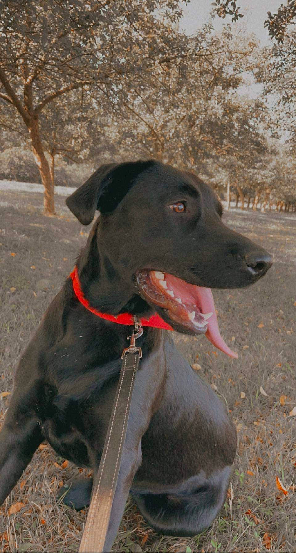 Rambo