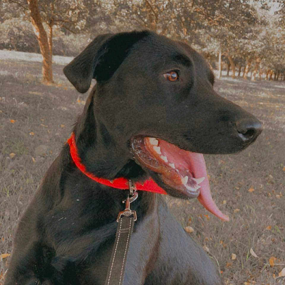 Rambo