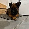 Acka participe au concours pour gagner de l'argent avec cette photo : puppy, dog, indoor, floor, mat, tile, brown, black, pet, animal, cute, lying_down, ears, young, domestic_animal, looking_up, canine, companion, fur, adorable