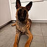 Acka participe au concours pour gagner de l'argent avec cette photo : dog, belgian_malinois, pet, animal, lying_down, ears, floor, tile, kitchen, cabinet, brown, black, canine, indoor, looking, portrait, young_dog, furniture, companion, alert