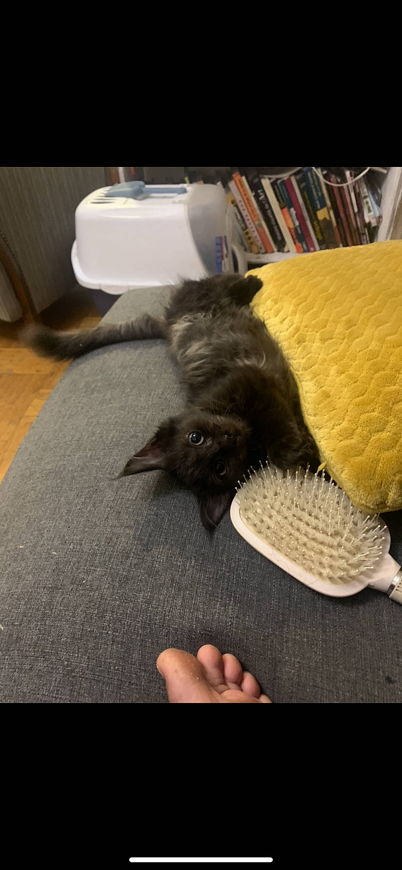 Tyrion a rejoint le concours — aidez-le/la à gagner de superbes lots ! bookcase, carnivore, carpet, cat, comfort, domestic_short_haired_cat, felidae, floor, flooring, fur, hardwood, linens, nap, paw, room, small_to_medium_sized_cats, tableware, tail, whiskers, wood