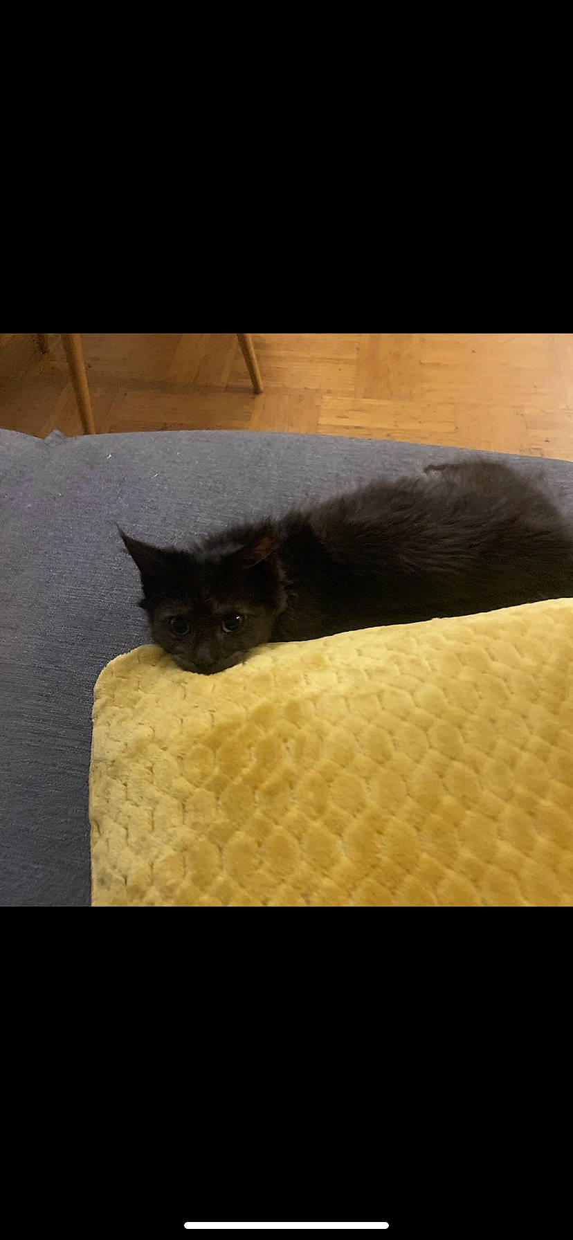 Tyrion participe au concours pour gagner de l'argent avec cette photo : black_cat, bombay, carnivore, cat, comfort, domestic_short_haired_cat, felidae, flooring, fur, grey, hardwood, linens, rectangle, room, small_to_medium_sized_cats, snout, tail, tints_and_shades, whiskers, wood