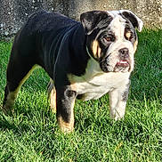 Odette participe au concours pour gagner de l'argent avec cette photo : dog, bulldog, grass, outdoor, pet, animal, sunlight, stone_wall, nature, mammal, standing, canine, fur, portrait, alert, daylight, background, expression, closeup, colorful