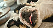 Odette a rejoint le concours — aidez-le/la à gagner de superbes lots ! dog, bulldog, sleeping, tongue_out, close_up, pet, cute, animal, resting, face, fur, snout, ears, domestic_animal, cozy, indoors, relaxed, tongue, napping, adorable