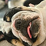 dog, bulldog, sleeping, tongue_out, close_up, pet, cute, animal, resting, face, fur, snout, ears, domestic_animal, cozy, indoors, relaxed, tongue, napping, adorable