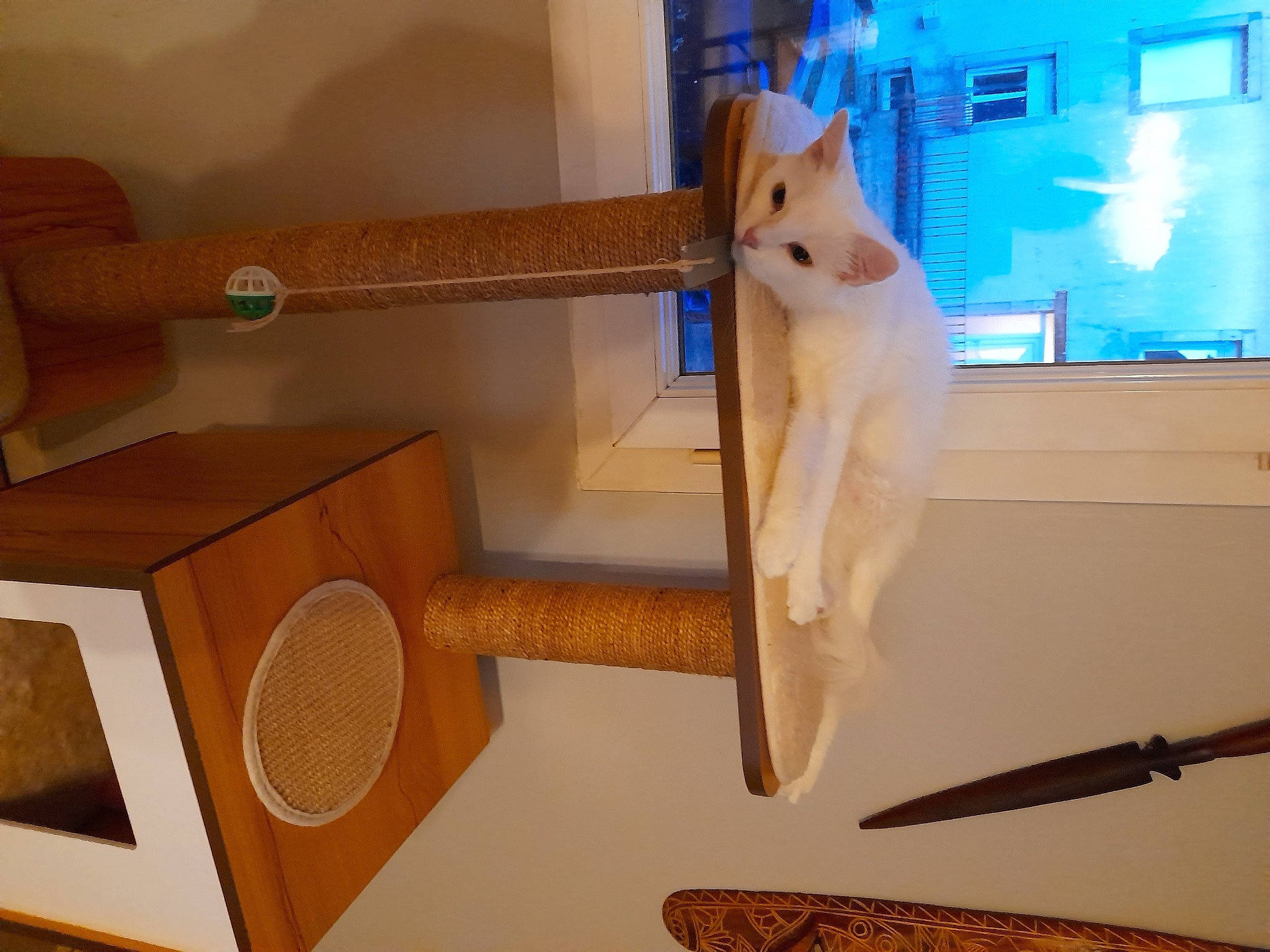 Ruby participe au concours pour gagner de l'argent avec cette photo : art, artifact, carnivore, cat, chair, felidae, flooring, hardwood, plywood, room, shelf, shelving, small_to_medium_sized_cats, table, tail, tool, whiskers, window, wood, wood_stain