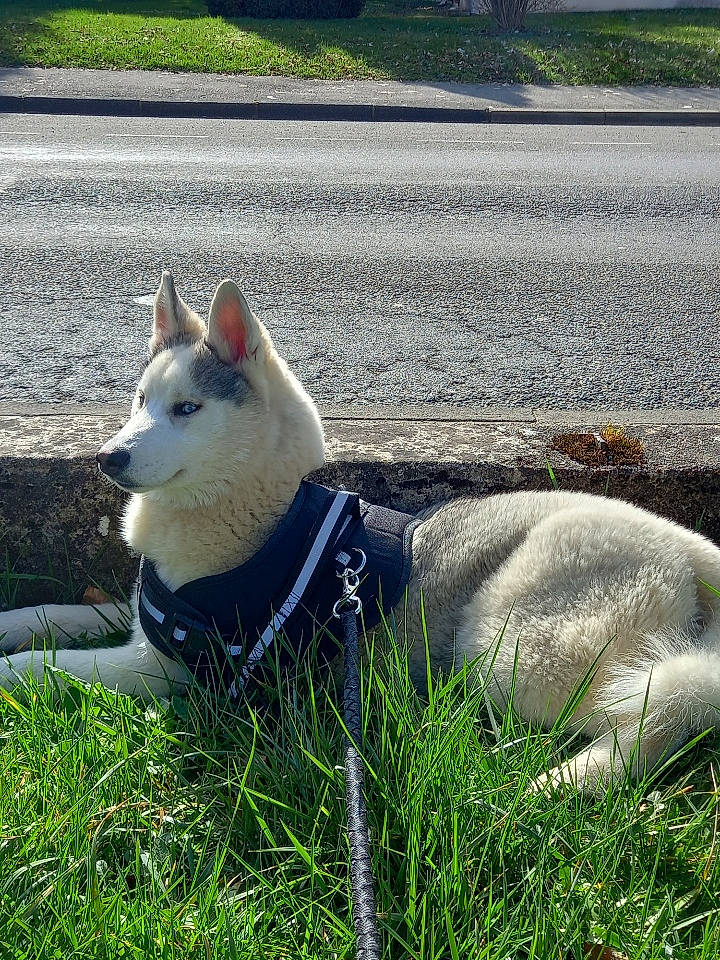 Una a rejoint le concours — aidez-le/la à gagner de superbes lots ! asphalt, canidae, carnivore, collar, comfort, companion_dog, dog, dog_breed, grass, grassland, non_sporting_group, pet_supply, plant, road_surface, sitting, snout, sporting_group, tail, terrestrial_animal, working_animal