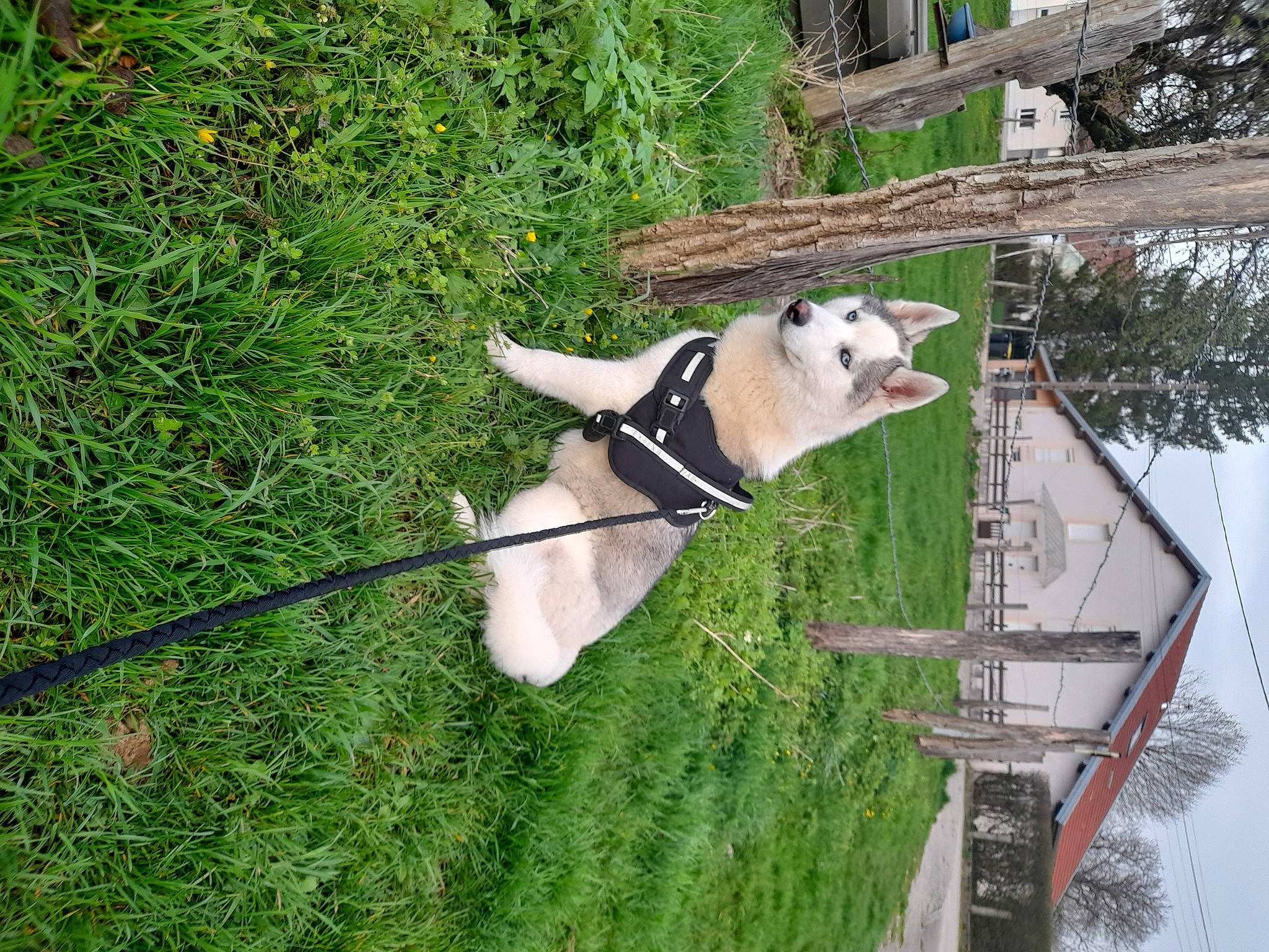 Una a rejoint le concours — aidez-le/la à gagner de superbes lots ! canidae, carnivore, collar, companion_dog, dog, dog_breed, dog_collar, fawn, grass, leash, pet_supply, plant, pole, sky, sporting_group, tail, tree, water, wood, working_animal