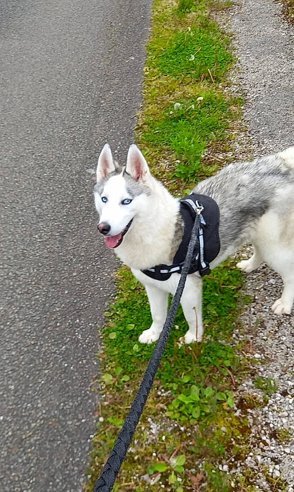 Una a rejoint le concours — aidez-le/la à gagner de superbes lots ! ancient_dog_breeds, carnivore, collar, companion_dog, dog, dog_breed, dog_collar, dog_supply, fashion_accessory, grass, leash, non_sporting_group, plant, road_surface, sidewalk, sporting_group, tail, tracking_trial, working_animal, working_dog