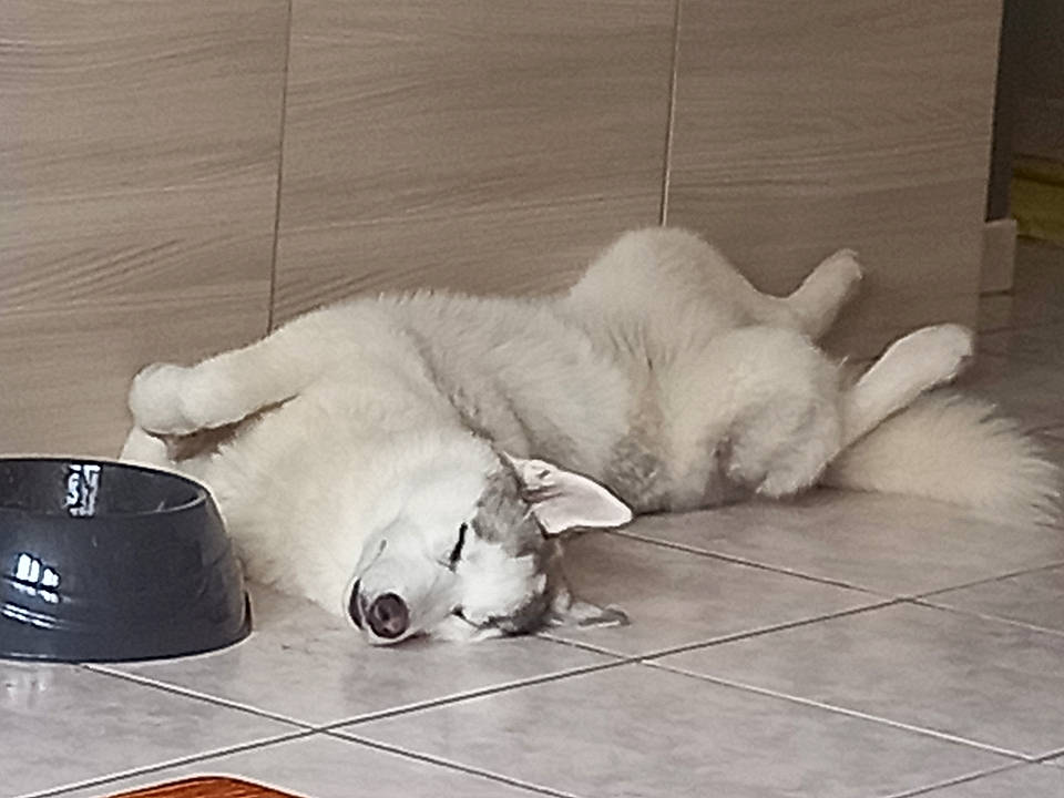 Una participe au concours pour gagner de l'argent avec cette photo : canidae, carnivore, comfort, companion_dog, dog, dog_breed, fawn, flooring, foot, fur, hardwood, monochrome_photography, paw, pet_supply, snout, tail, terrestrial_animal, whiskers, wood, working_animal