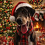 dog, christmas_hat, scarf, christmas_tree, fireplace, stockings, presents, holiday, festive, decorations, indoors, pet, tongue_out, cozy, celebration, warm_lighting, smiling, seasonal, winter, cheerful