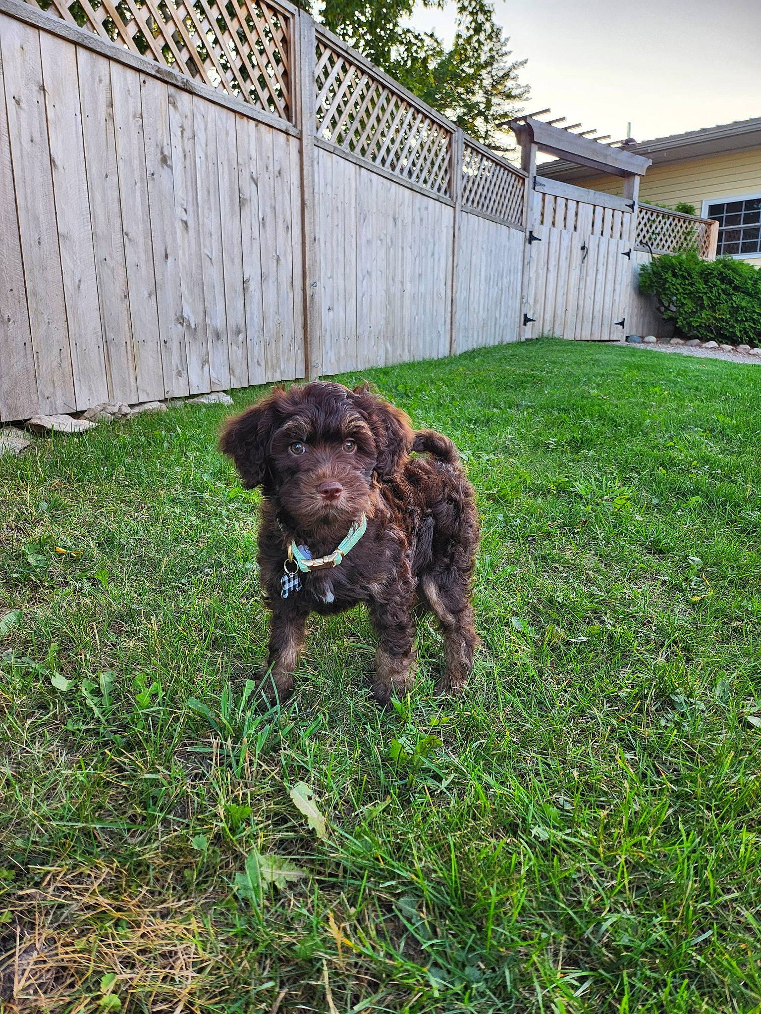 Ralphie joined the competition — help win amazing prizes! carnivore, companion_dog, dog, dog_breed, fence, grass, groundcover, gun_dog, home_fencing, lawn, liver, plant, retriever, sky, spaniel, sporting_group, tree, water_dog, window, working_animal