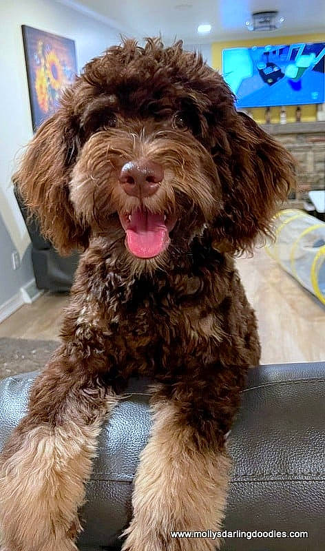 Ralphie is registered to the contest to win money with this photo: biting, canidae, carnivore, companion_dog, dog, dog_breed, fur, liver, maltepoo, natural_material, picture_frame, snout, sporting_group, terrier, toy_dog, water_dog, working_animal, yorkipoo