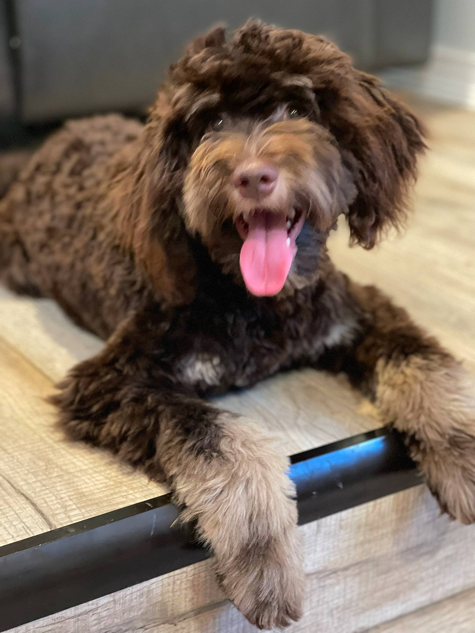 Ralphie joined the competition — help win amazing prizes! canidae, carnivore, companion_dog, dog, dog_breed, fur, liver, snout, sporting_group, terrestrial_animal, terrier, water_dog, working_animal, working_dog