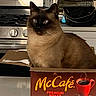 Sophie joined the competition — help win amazing prizes! blue_eyes, box, brown_fur, cardboard_box, cat, coffee_box, container, curious, domestic_animal, feline, household, indoor, kitchen, mc_cafe, oven, pet, premium_roast, siamese_cat, sitting, stove