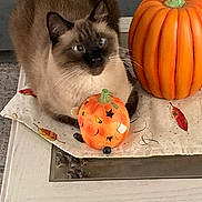 Sophie joined the competition — help win amazing prizes! animal, autumn, blue_eyes, cat, decoration, festive, fur, halloween, home_decor, indoor, orange, pet, portrait, pumpkin, seasonal, siamese_cat, sitting, still_life, table, whiskers