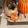 animal, autumn, blue_eyes, cat, decoration, festive, fur, halloween, home_decor, indoor, orange, pet, portrait, pumpkin, seasonal, siamese_cat, sitting, still_life, table, whiskers