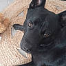 Marley a rejoint le concours — aidez-le/la à gagner de superbes lots ! animal, black_dog, canine, companion, cute, dog, domestic_animal, ears_up, floor, fur, furniture, home, indoor, laying_down, looking_up, pet, relaxed, snout, tile_floor, woven_rug