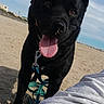 Marley participe au concours pour gagner de l'argent avec cette photo : animal, beach, black_dog, canine, casual, clothing, clouds, collar, curious, daytime, dog, leash, nature, outdoor, person_partial, pet, playful, sand, sky, tongue_out