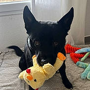 Marley a rejoint le concours — aidez-le/la à gagner de superbes lots ! dog, black_dog, plush_toy, toy, bedspread, indoor, window, curtain, chew_bone, pet, animal, playful, looking_up, ears_up, floor, bed, home, cute, soft_light, resting