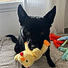 dog, black_dog, plush_toy, toy, bedspread, indoor, window, curtain, chew_bone, pet, animal, playful, looking_up, ears_up, floor, bed, home, cute, soft_light, resting