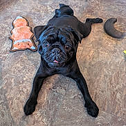 Eclipse is registered to the contest to win money with this photo: dog, pug, black_dog, pet, animal, floor, toy, blanket, cute, looking_up, indoor, playful, small_dog, companion, domestic_animal, fur, canine, laying_down, tongue_out, tile_floor