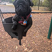 Eclipse is registered to the contest to win money with this photo: dog, pug, black_dog, swing, park, autumn, leaves, trees, harness, pet, outdoor, playground, animal, cute, canine, nature, daylight, fur, leash, park_equipment