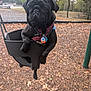 dog, pug, black_dog, swing, park, autumn, leaves, trees, harness, pet, outdoor, playground, animal, cute, canine, nature, daylight, fur, leash, park_equipment