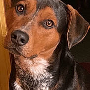 Cooper is registered to the contest to win money with this photo: animal, black, brown, canine, close_up, companion, curious, dog, ears, eyes, friendly, fur, head_tilt, indoor, muzzle, pet, portrait, tricolor, whiskers, white